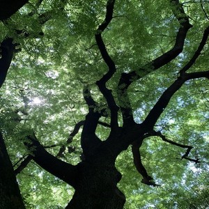 木漏れ日の向こうから (Instrumental|Acoustic)