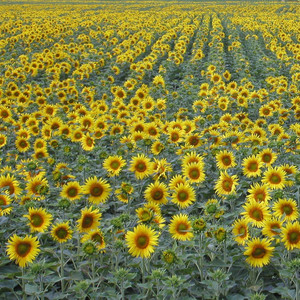 Running Paradise (Explicit)