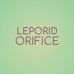 Leporid Orifice