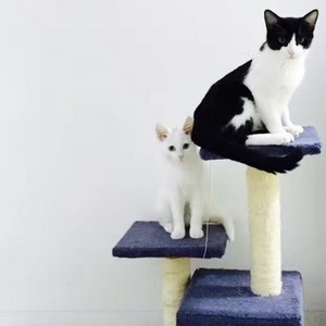 安生 - 理想三旬