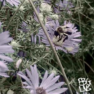 consumed. (feat. Lasagna)