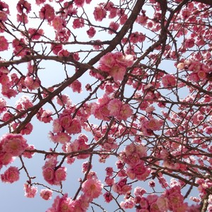 Candy Floss
