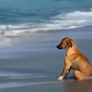 crybaby (feat. woplook & chantz)