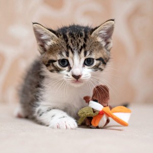 El Sonido Del Ronroneo Suave