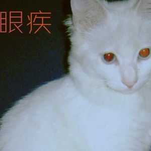 眼疾