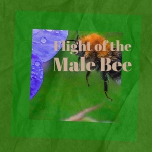 Flight of the Male Bee