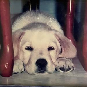 I daydream of dancing with you