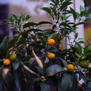 Tommaso Giovannoni - Acquasmorfia (feat. Tommaso Giovannoni)