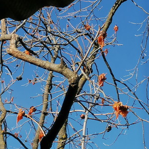 Rubber Leaves