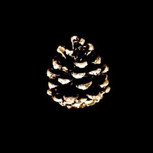 Pine Cone