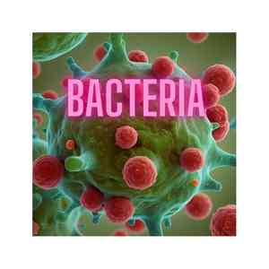 Bacteria