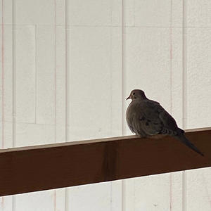 never been the same (feat. Qcbandup) (Explicit)