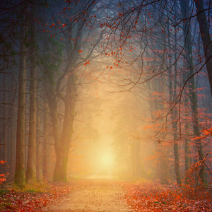 Peaceful Mists