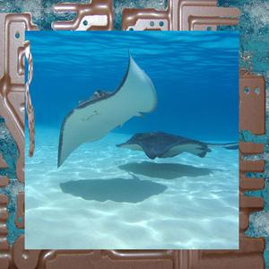 James Ferraro - caustic net aRchitecture