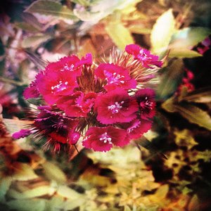 Lsd Sort