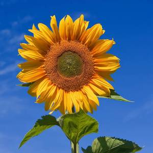 Sunflower (Explicit)