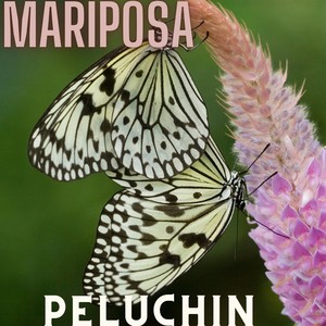 Mariposa