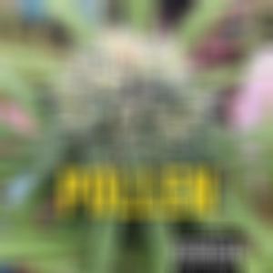 SILVER HAZE (Explicit)