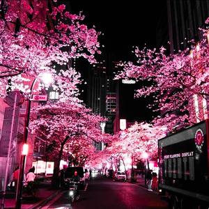 Nobody Like You (Explicit)