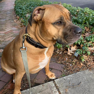 Wolves Bockman's (Remix 2|Explicit)