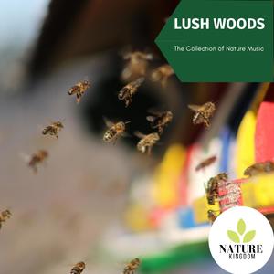 Lush Woods - The Collection of Nature Music