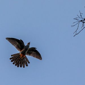 Der Kuckuck (Single Edit)