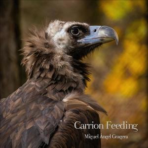 Carrion feeding