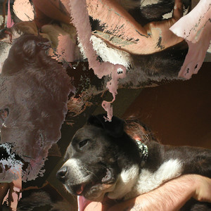 Perro Guatón