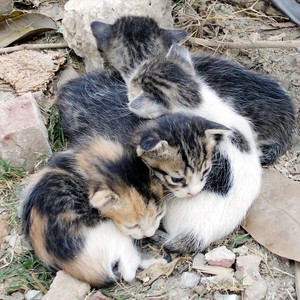 Bedtime Stories (Inst.)