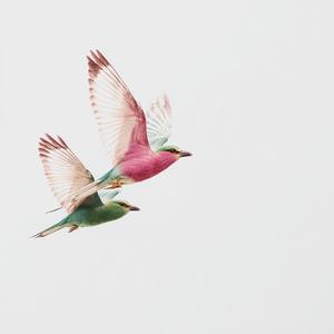 Bird Song (feat. Clay258)