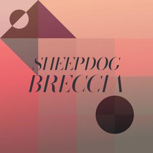 Sheepdog Breccia