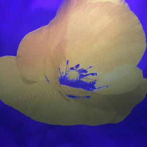 Who dat boy? (feat. Jswervin) (Explicit)