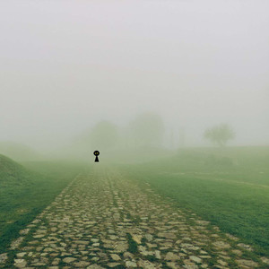 Early Mist in the Forest
