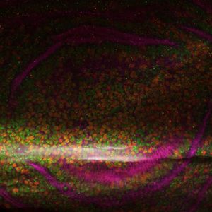 Dancing in the Lunar Light of the Misty Sky