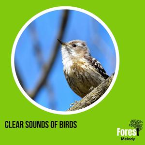 Clear Sounds of Birds