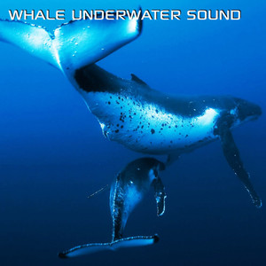 Whale Underwater Sound (feat. Discovery Soundscapes, Discovery Nature Sound, Water Soundscapes, Nature Soundscapes, Sounds Nature & World Ocean Sound)