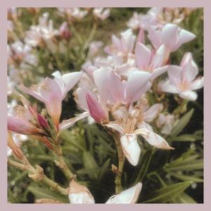 Bloom (feat. graydawn)