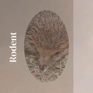 Rodent