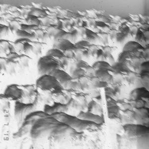 NO SAVIOUR (feat. Myto_ZA) (SLOWED) (Explicit)