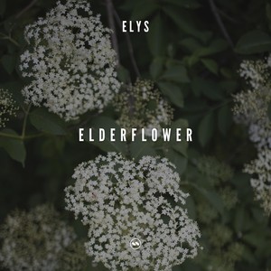 Elderflower