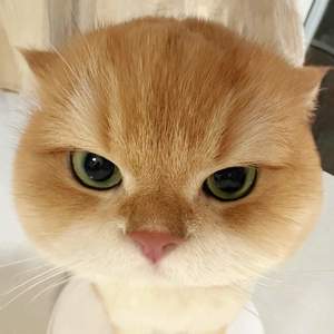 豹豹豹豹豹~ (1.1x)