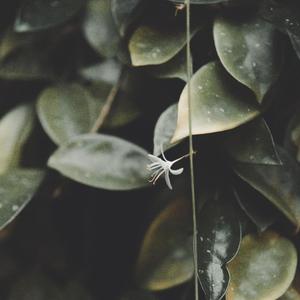 Nicotine & Tangerines