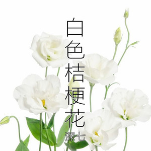 白色桔梗花封面
