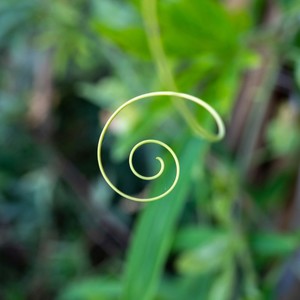 528 Hz Solfeggio Healing