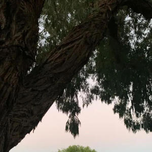 armed and dangerous again again again