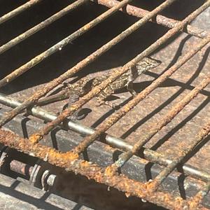 War Ready (Explicit)