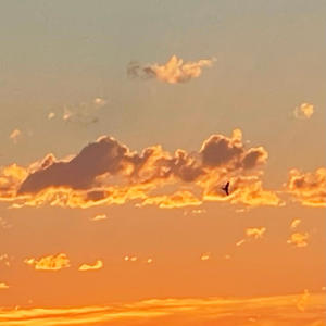 Phazzzes (feat. Seji B) (Explicit)