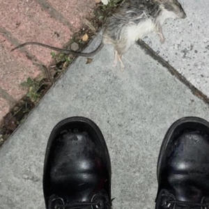 STOMP YOU DEAD (Explicit)