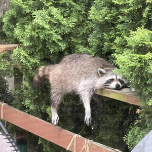 bout d'verre (Explicit)