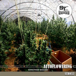 Autoflowering